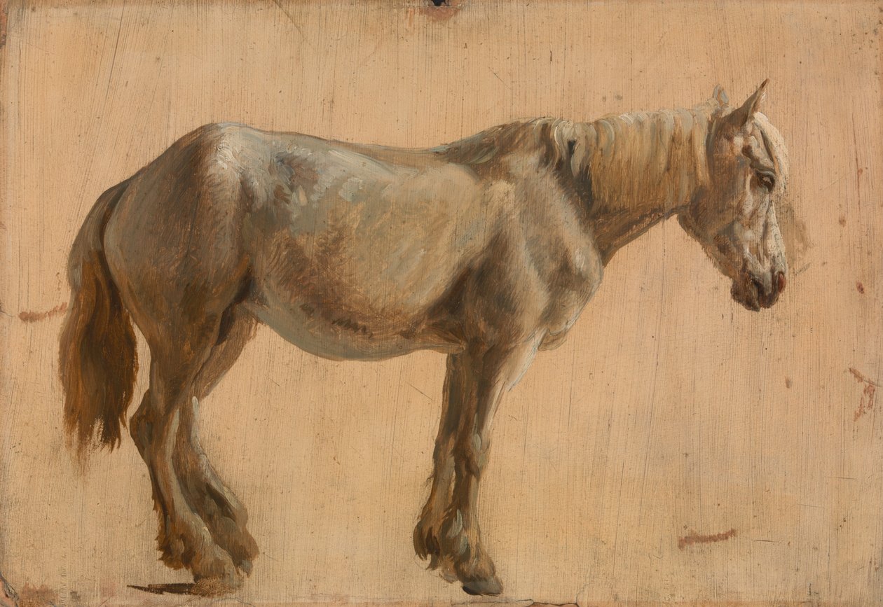 Study of a Grey Horse by Jacques Laurent Agasse
