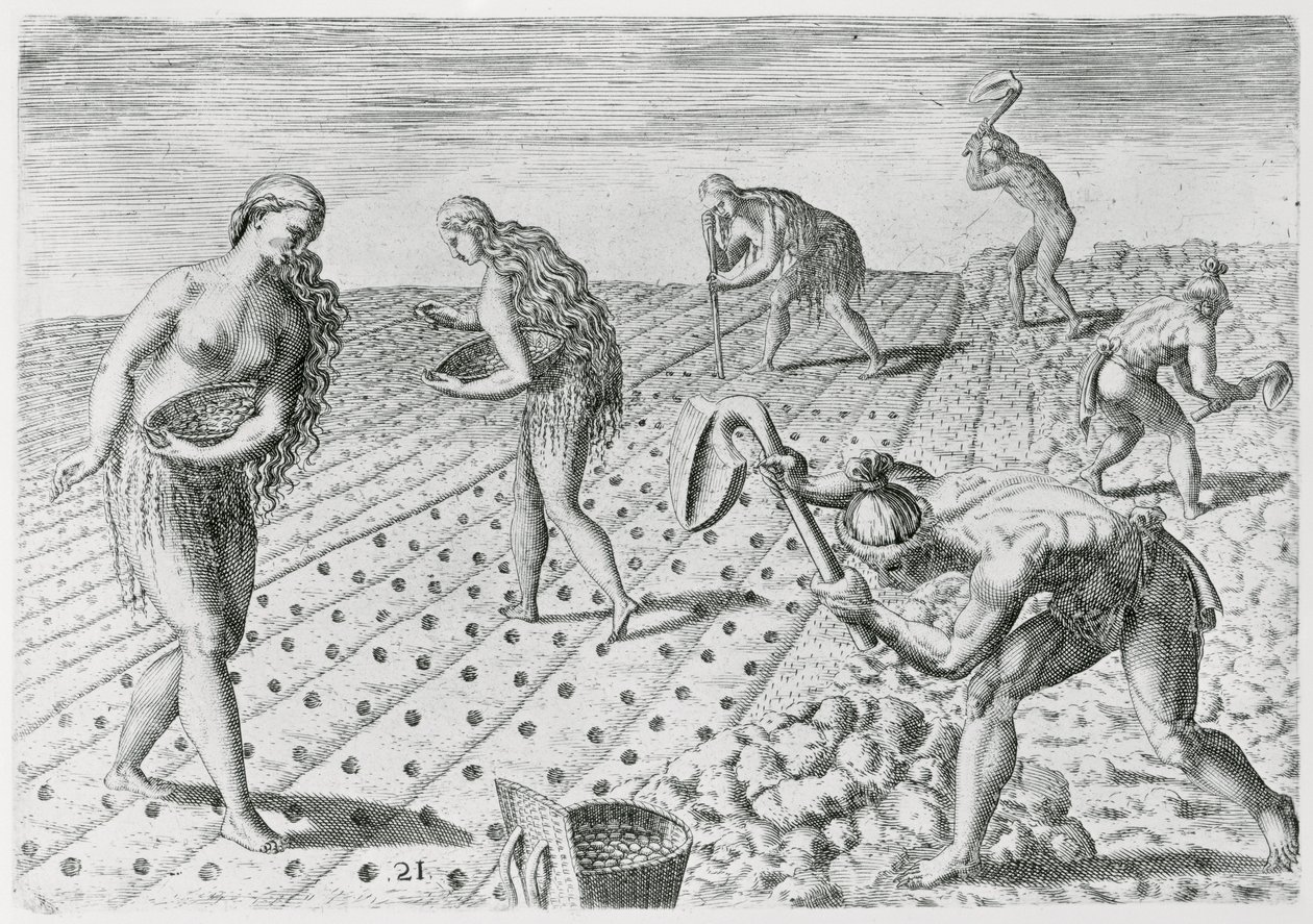 Florida Indians planting maize, from 
