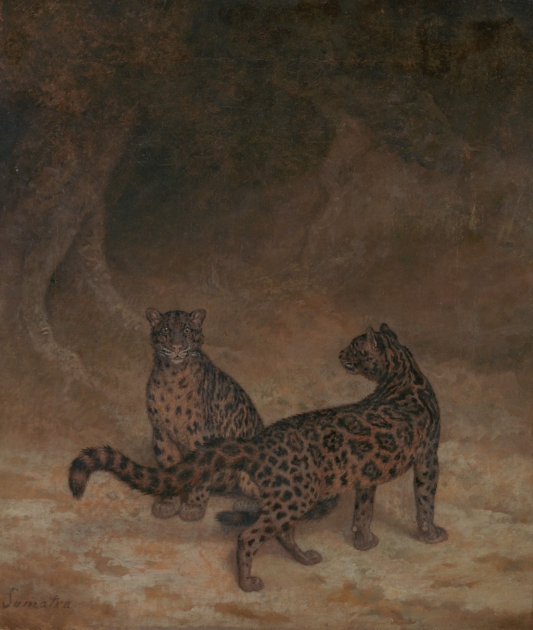 Clouded Leopards by Jacques-Laurent Agasse