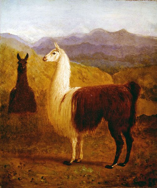 Two Llamas by Jacques Laurent Agasse