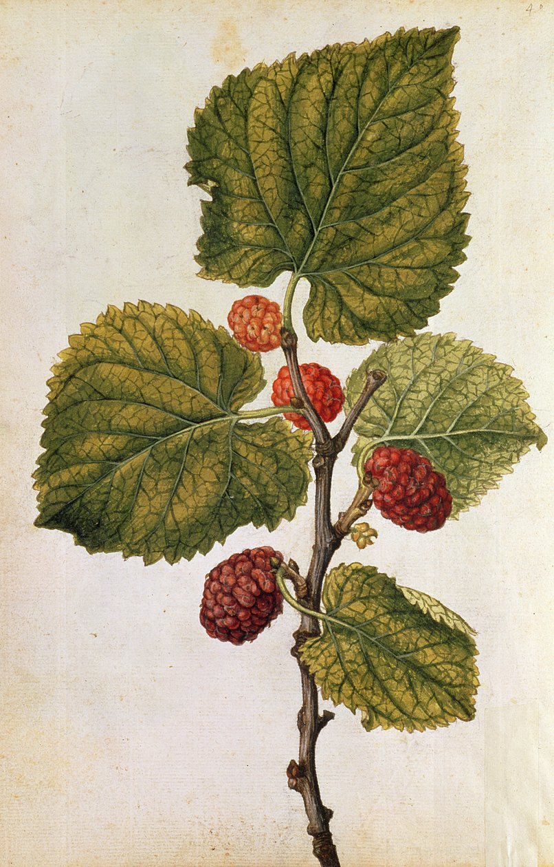 Mulberry: Morus Nigra, c.1568 by Jacques (1533-88) Le Moyne