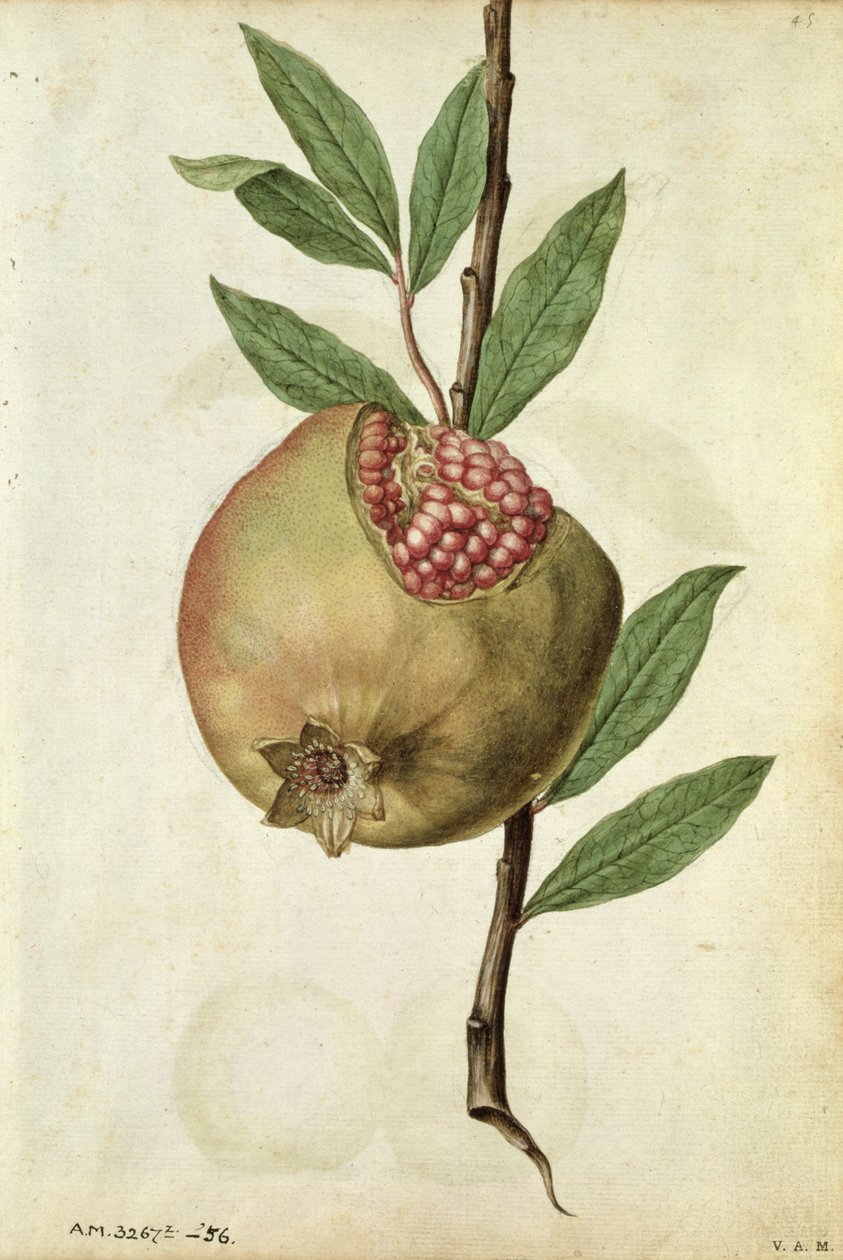 Pomegranate: Punica granatum, c.1568, by J.le Moyne de Morgues by Jacques (1533-88) Le Moyne