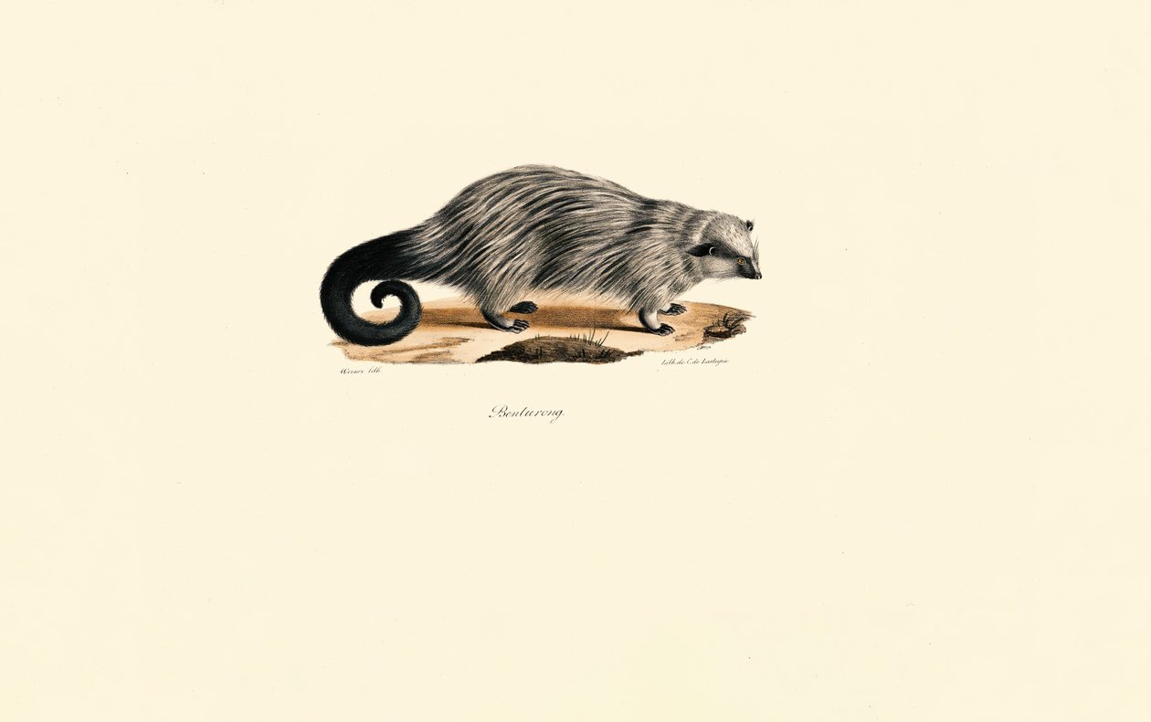 African Brush-tailed Porcupine by Jacques Christophe Werner