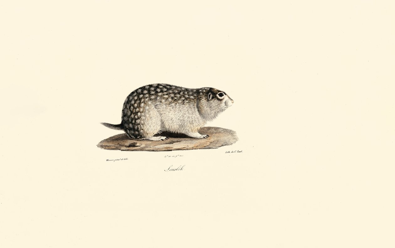 African Ground Squirrel by Jacques Christophe Werner