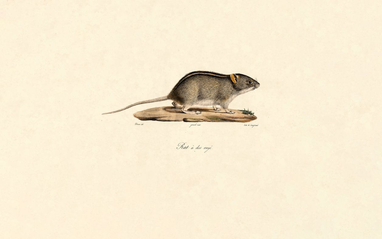 African Striped Grass Mouse by Jacques Christophe Werner