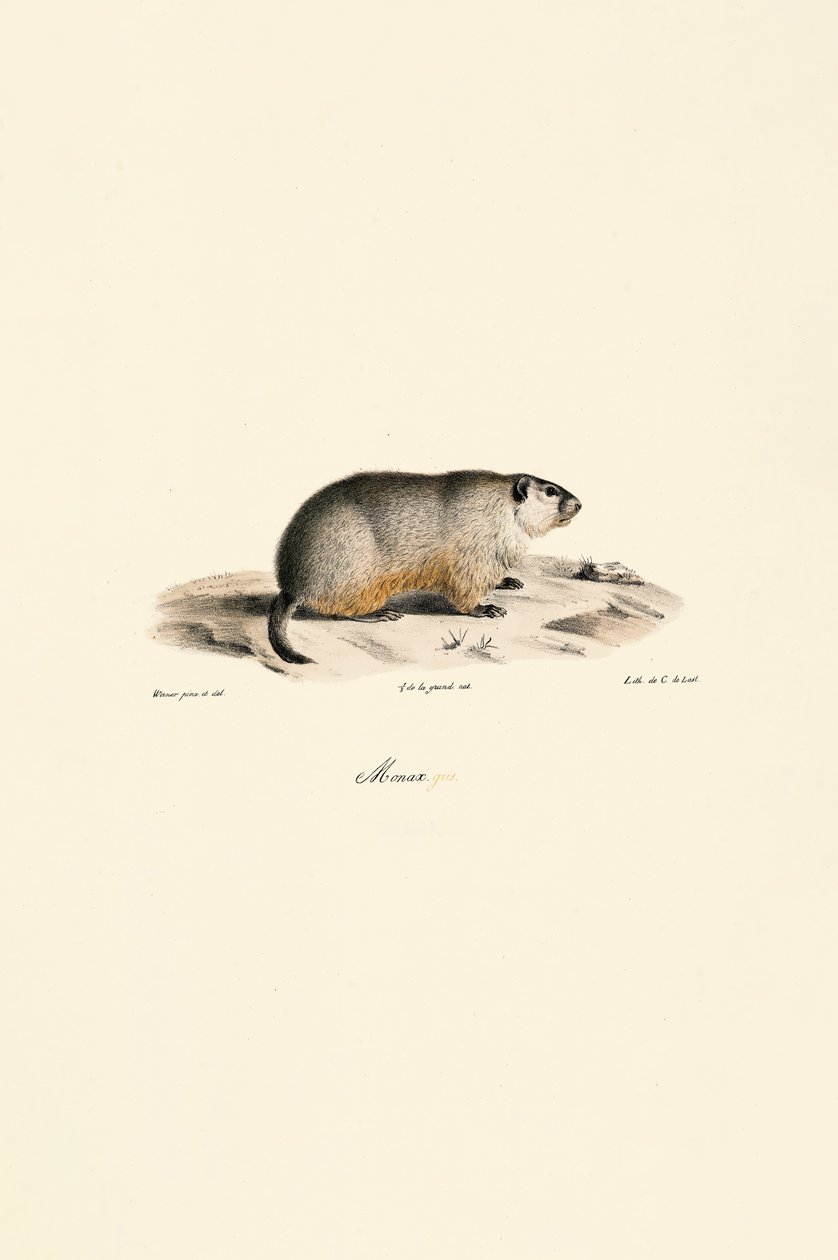 Alpine Marmot (Monax Variant) by Jacques Christophe Werner