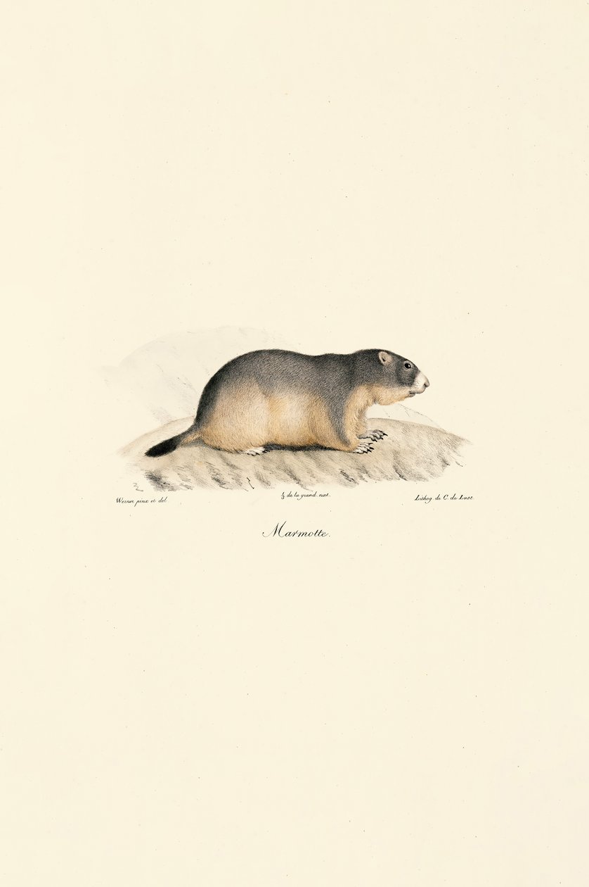 Alpine Marmot by Jacques Christophe Werner