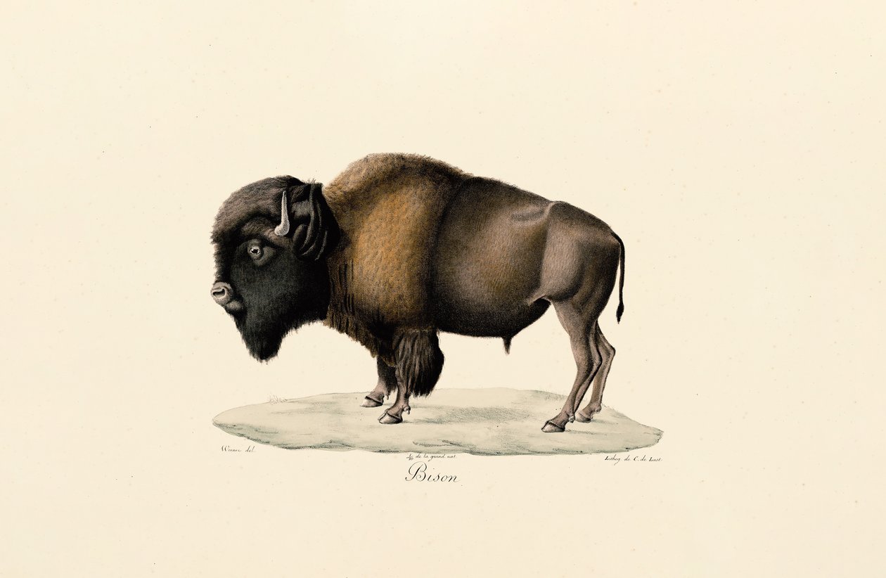 American Bison by Jacques Christophe Werner