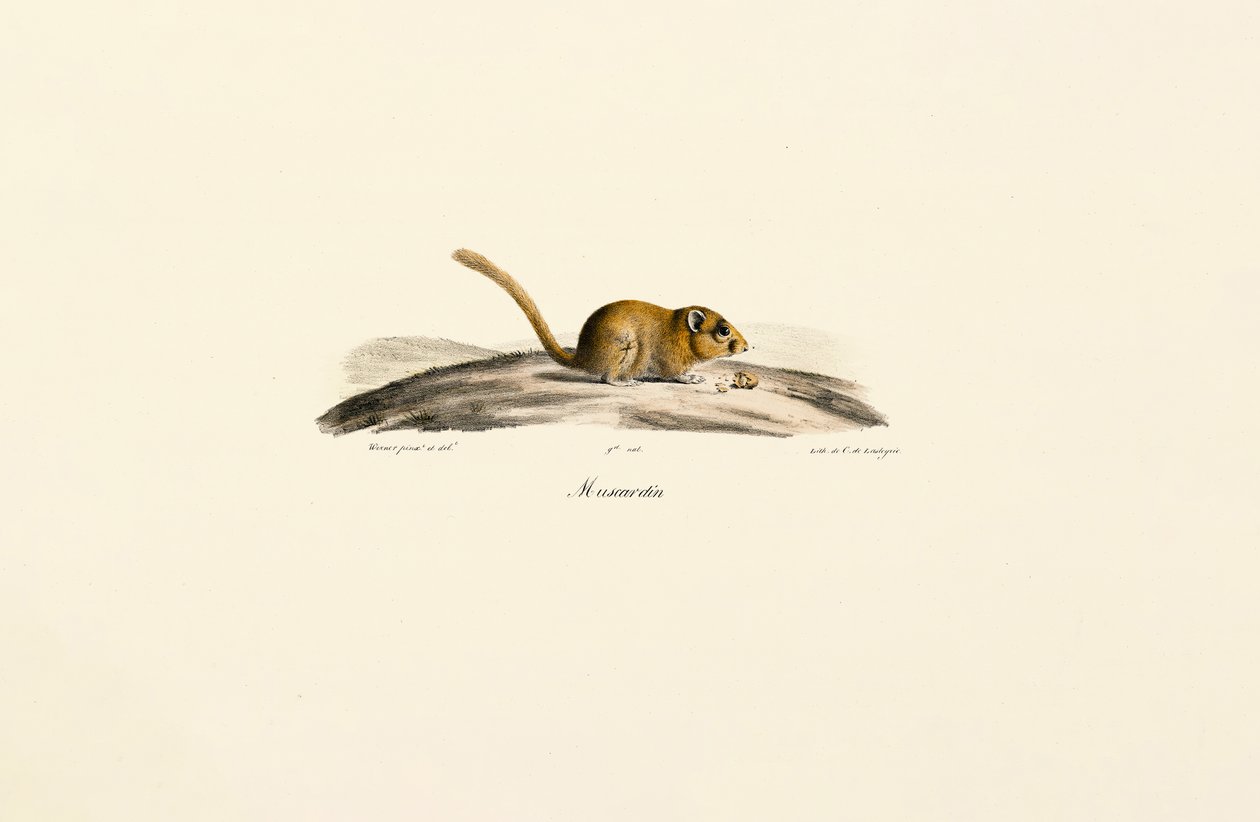 American Deer Mouse by Jacques Christophe Werner
