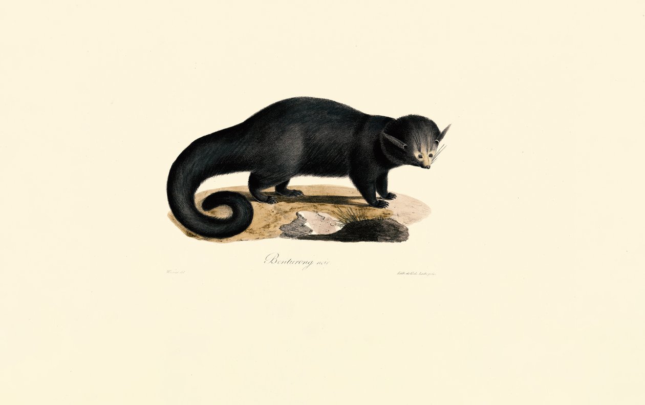 Binturong by Jacques Christophe Werner
