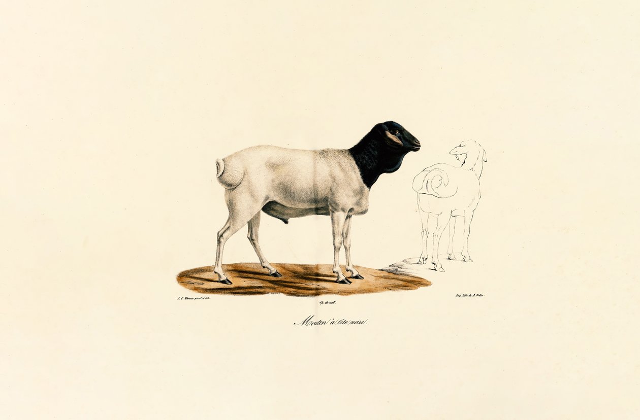 Black-headed Sheep by Jacques Christophe Werner