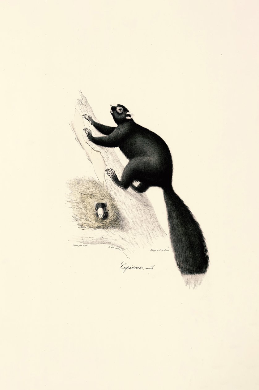 Male Black Capuchin Monkey by Jacques Christophe Werner