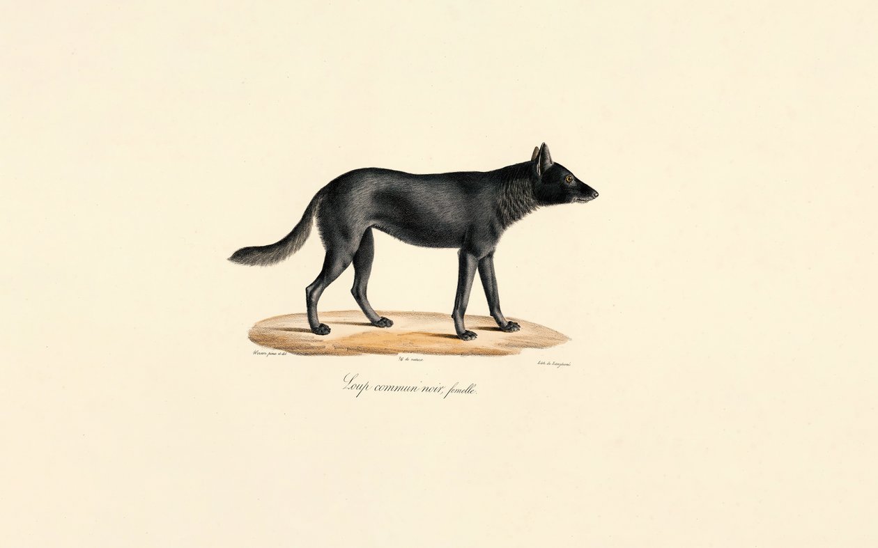 Black Wolf Female by Jacques Christophe Werner