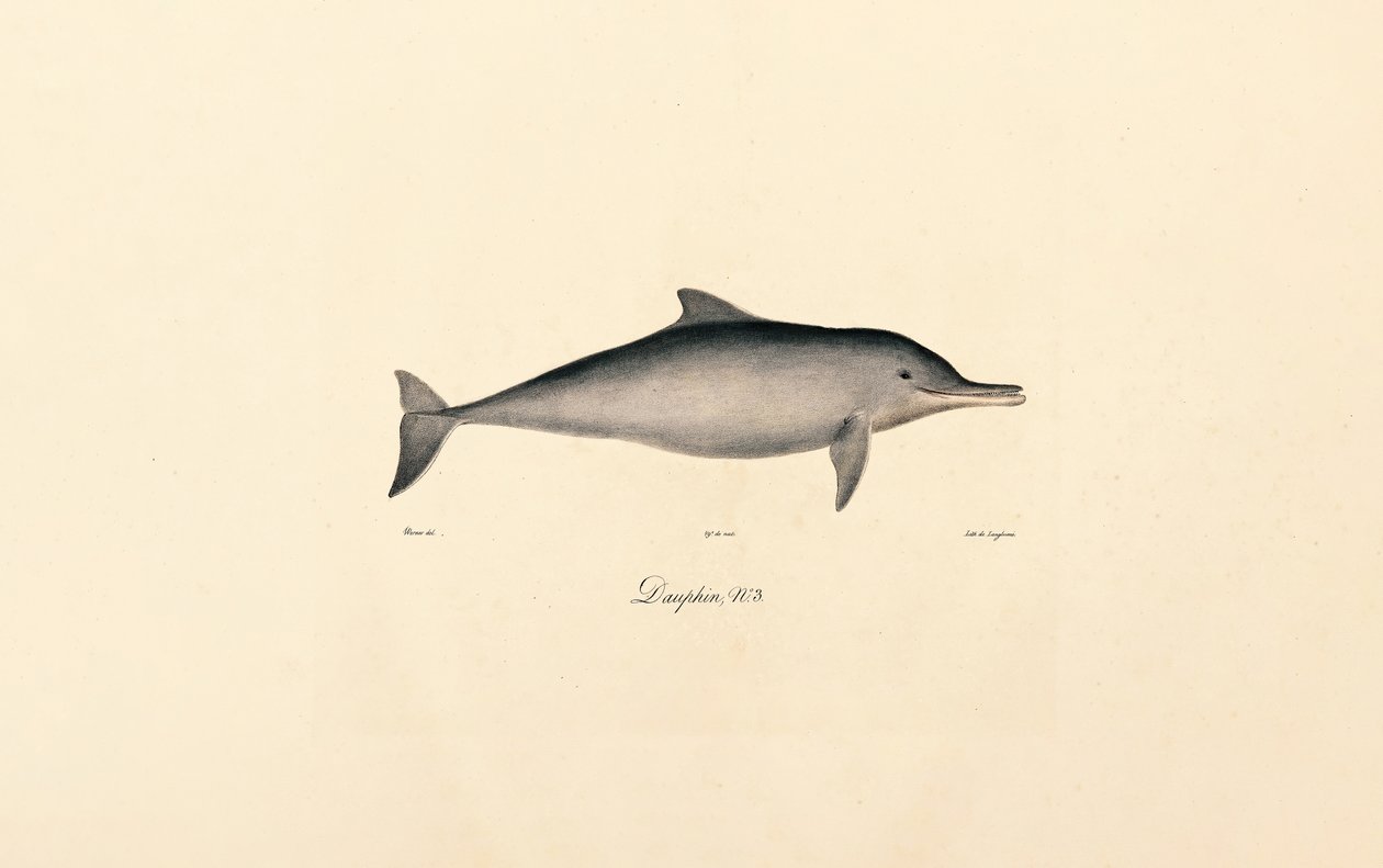 Bottlenose Dolphin by Jacques Christophe Werner