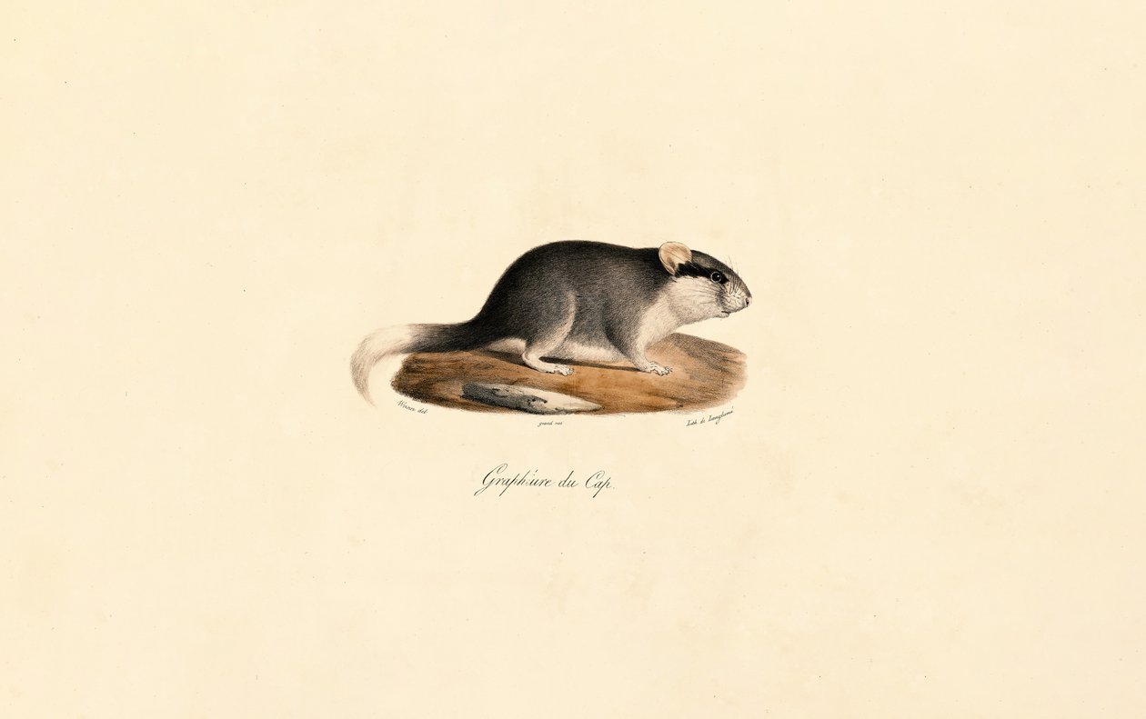 Cape Dormouse by Jacques Christophe Werner