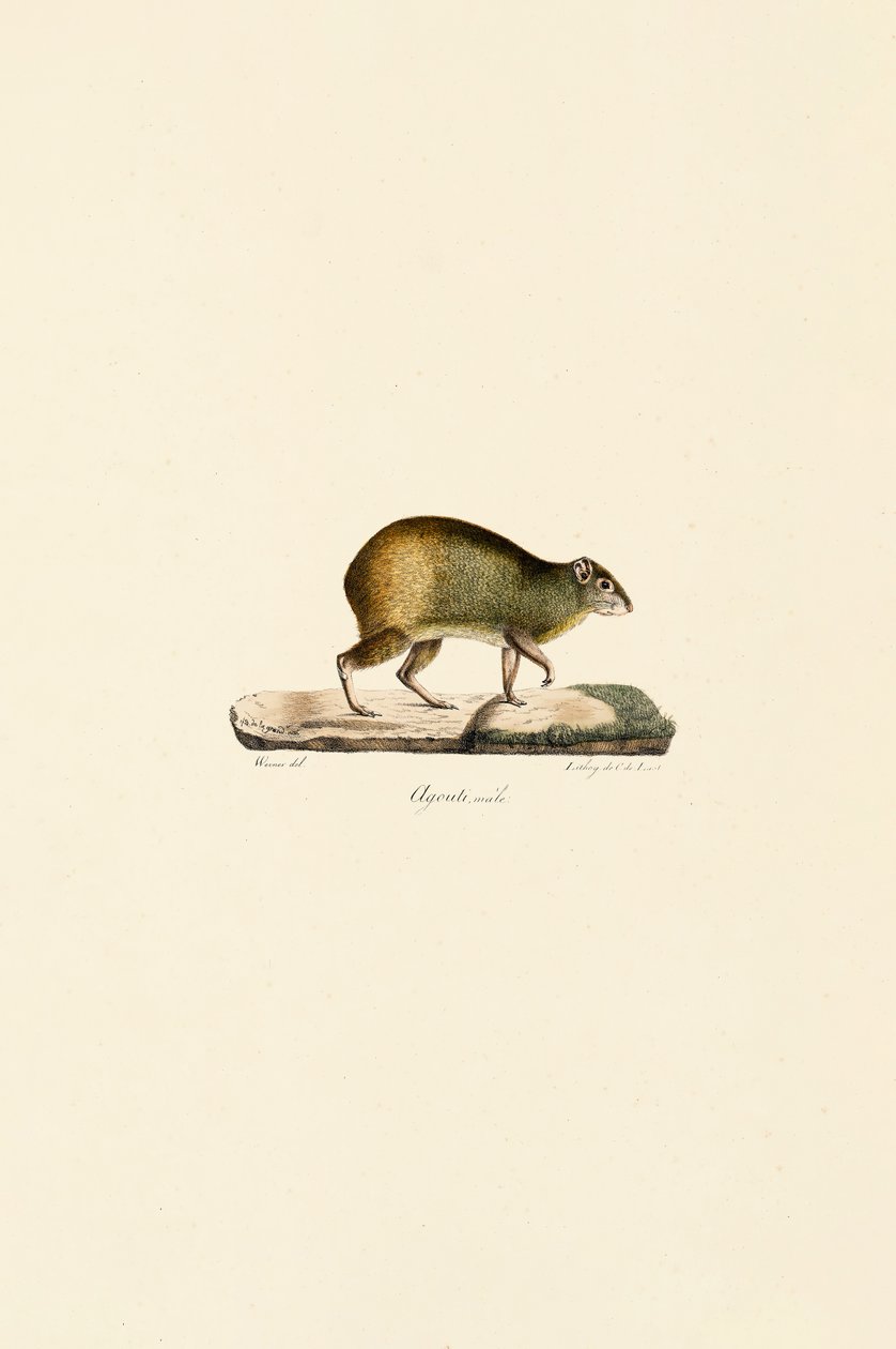 Central American Agouti (Male) by Jacques Christophe Werner