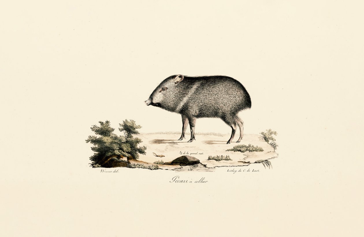 Collared Peccary by Jacques Christophe Werner