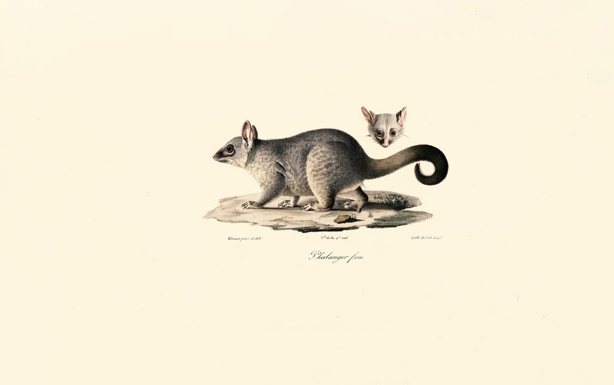 Common Brushtail Possum by Jacques Christophe Werner