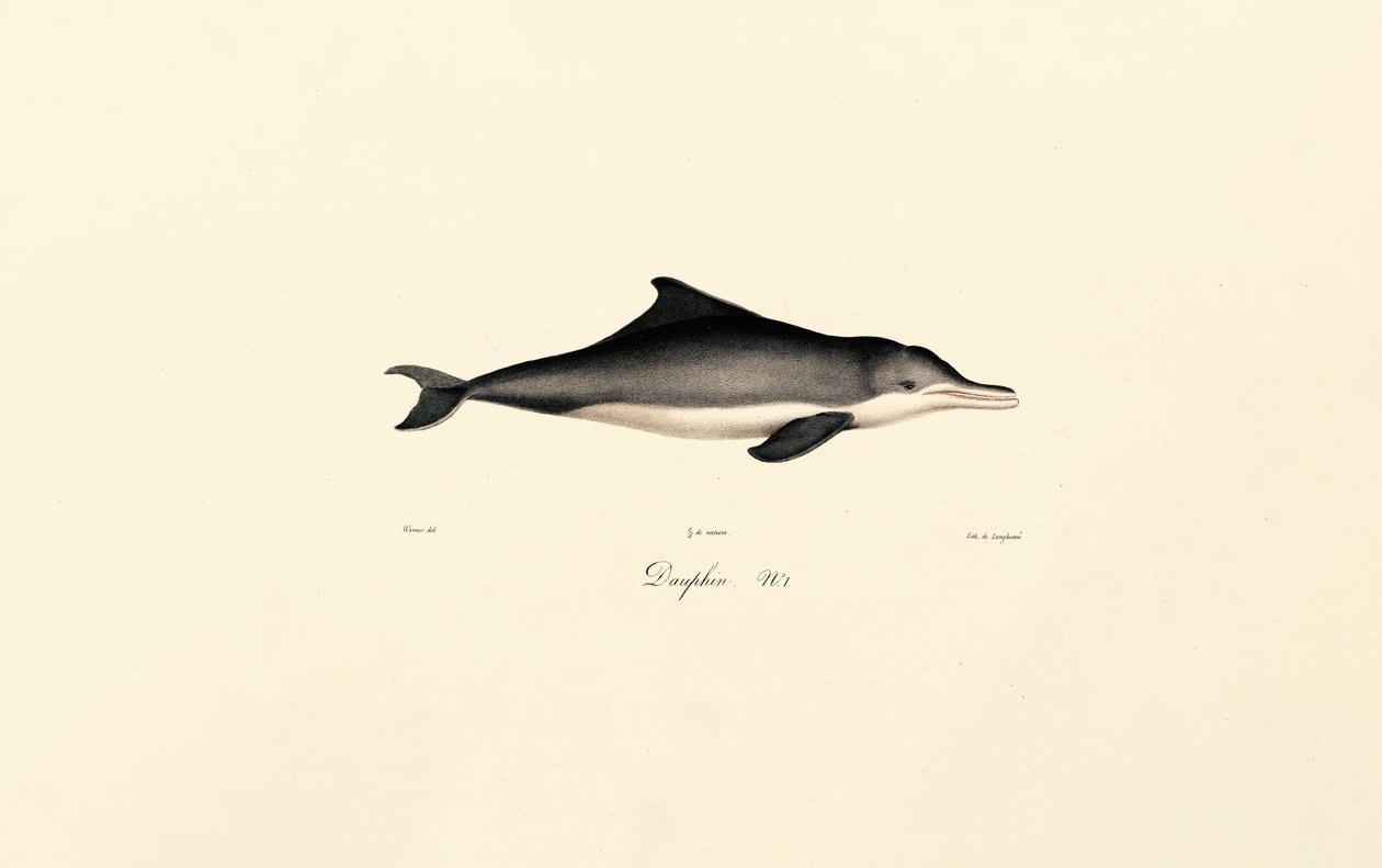 Common Dolphin by Jacques Christophe Werner