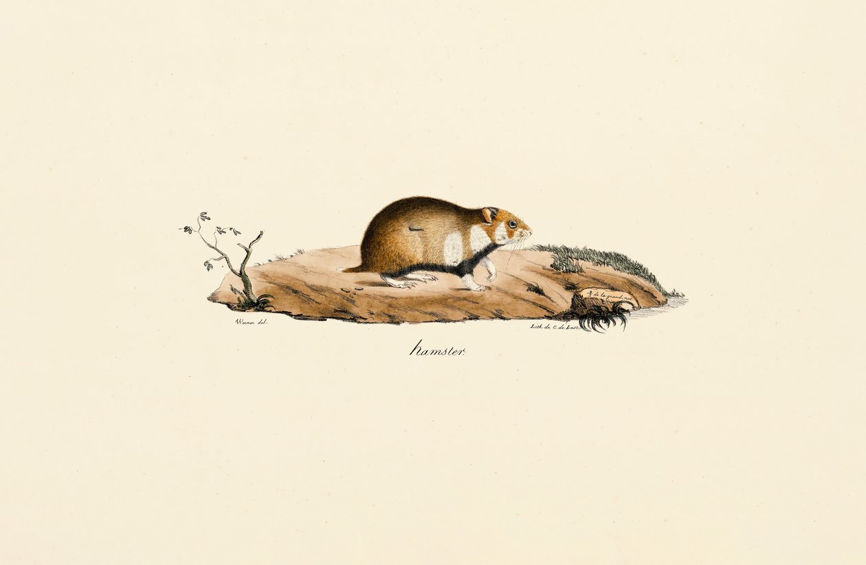 Common Hamster by Jacques Christophe Werner