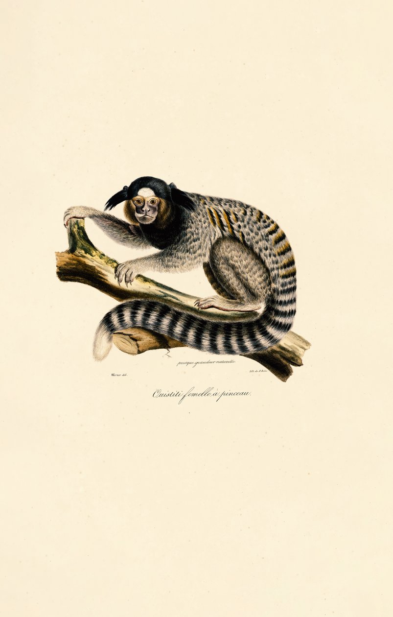Common Marmoset (female) by Jacques Christophe Werner