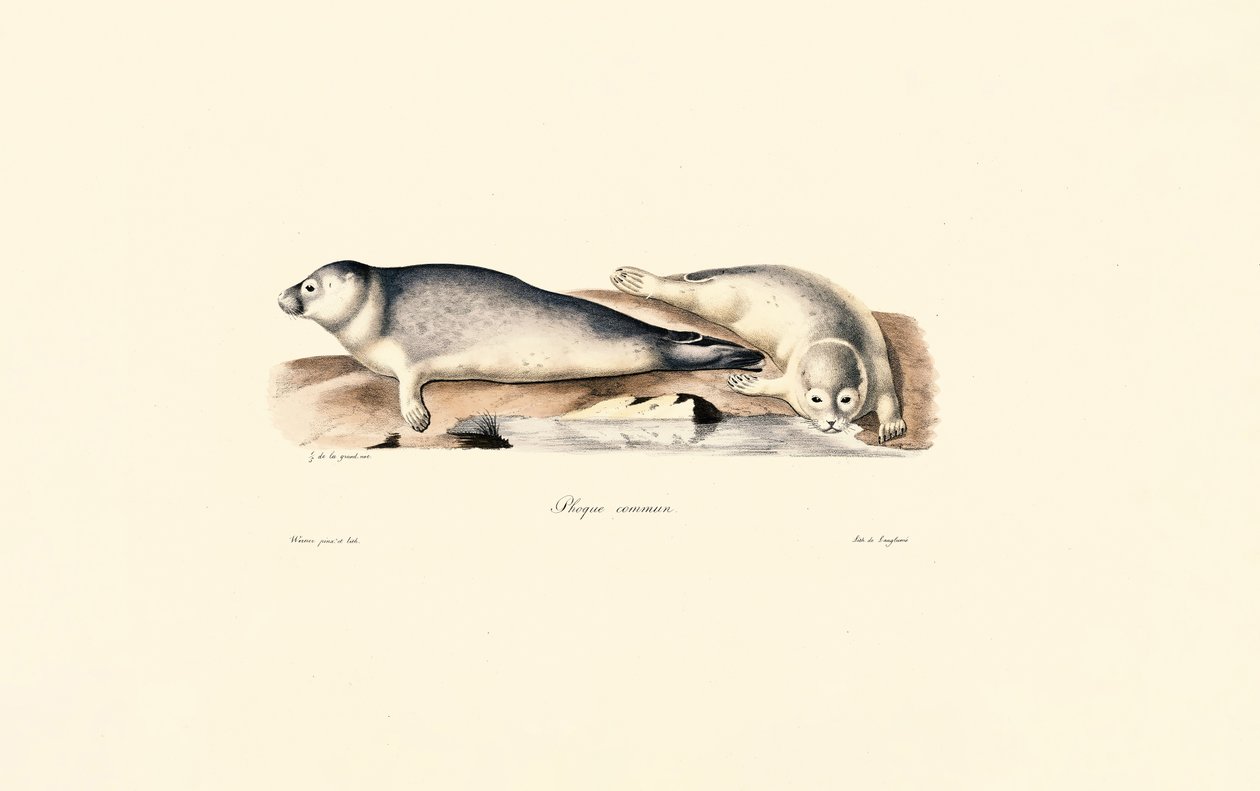 Common Seal by Jacques Christophe Werner