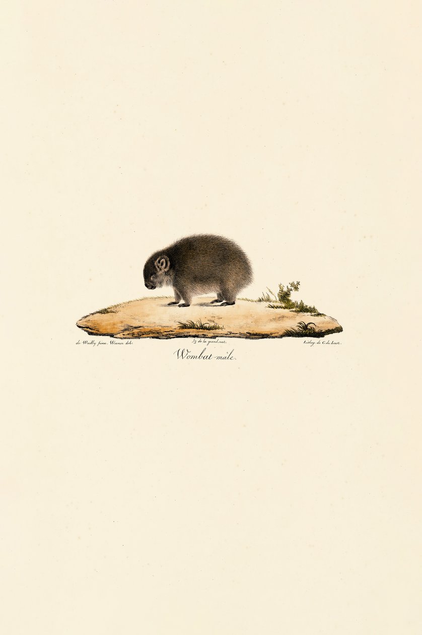 Common Wombat by Jacques Christophe Werner