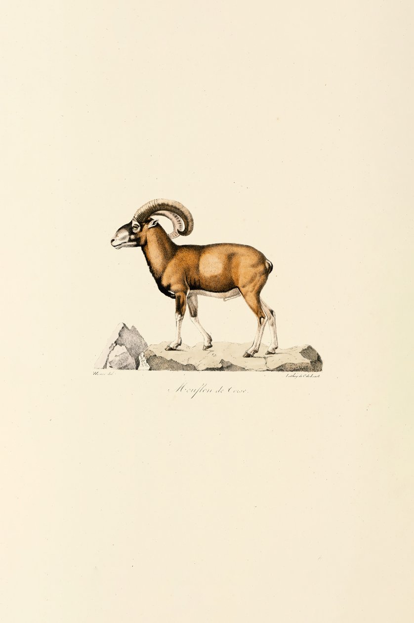 Corsican Mouflon by Jacques Christophe Werner