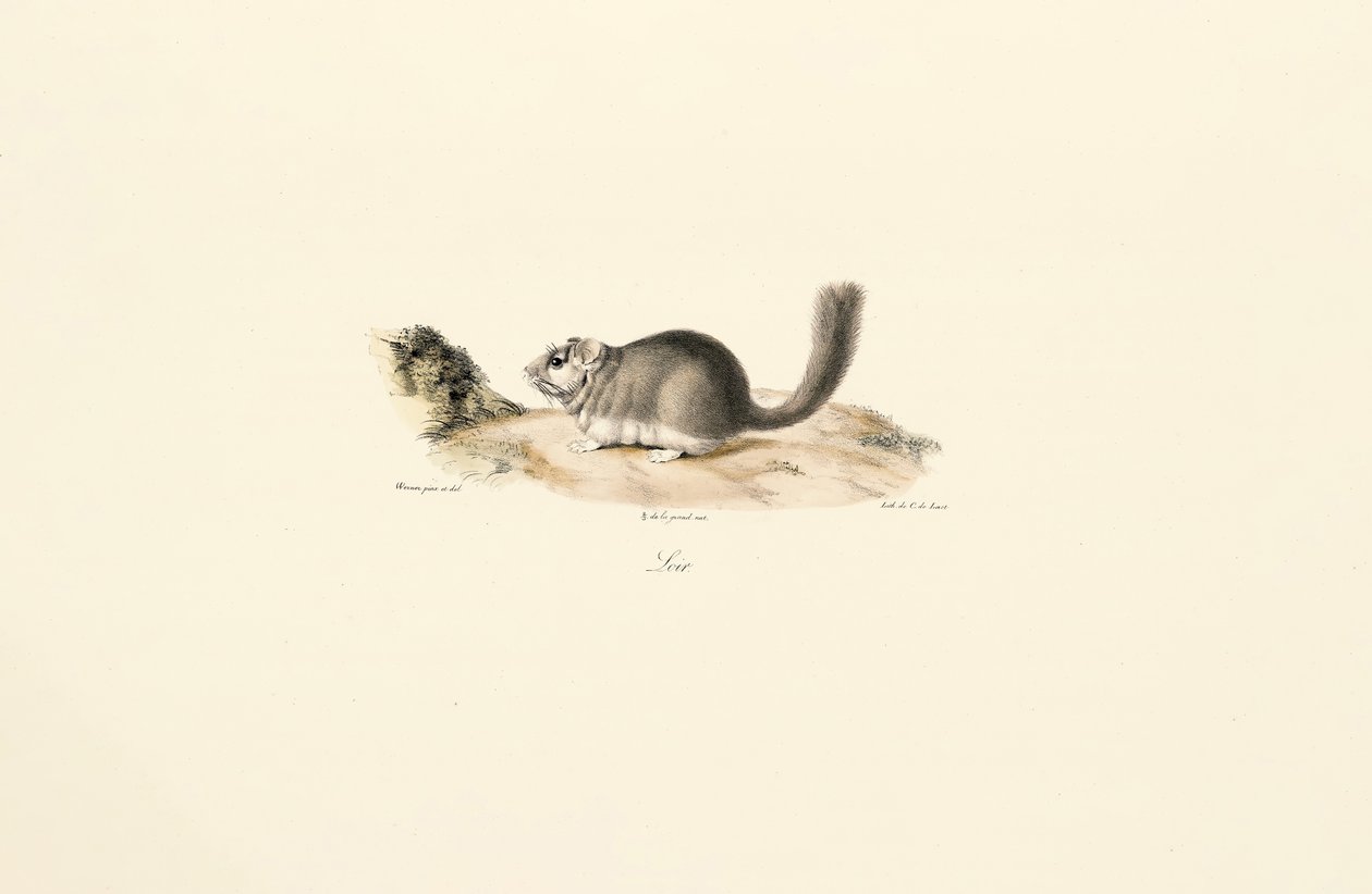 Coypu by Jacques Christophe Werner