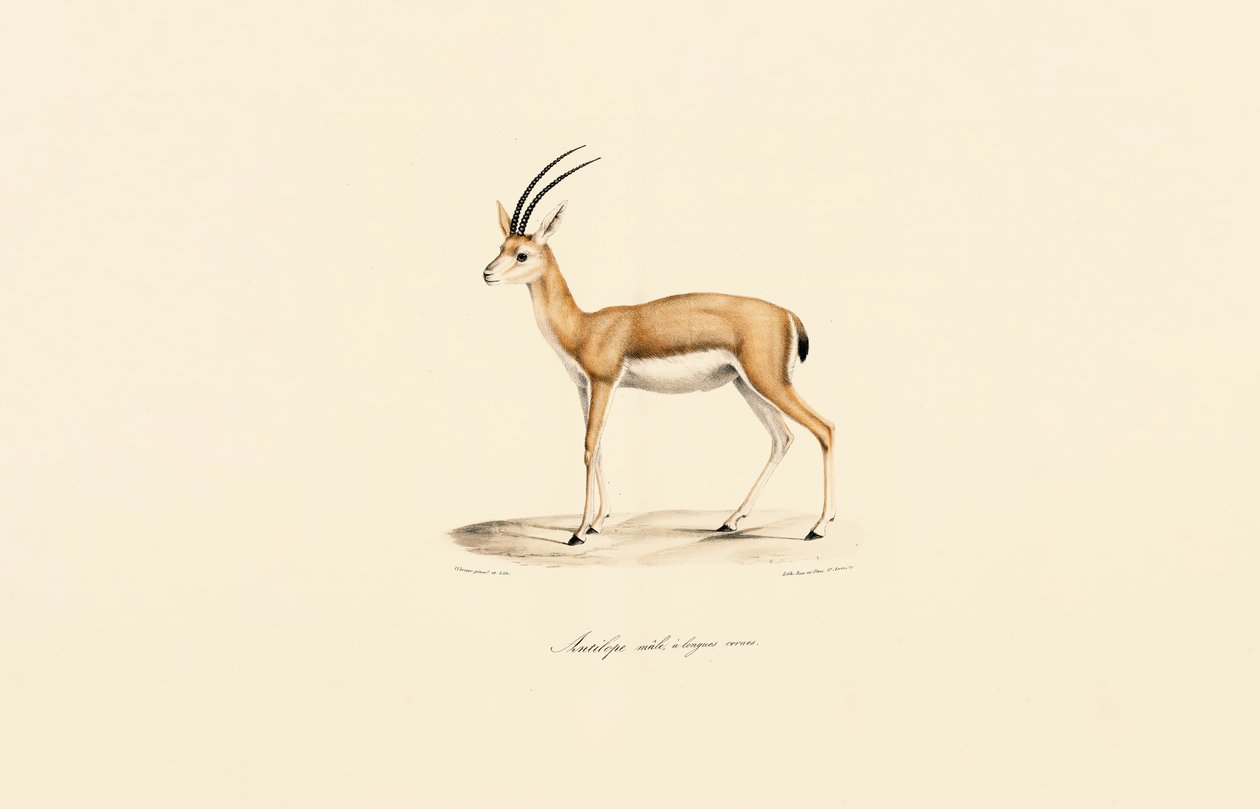Dorcas Gazelle (Male) by Jacques Christophe Werner