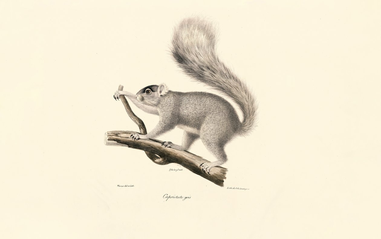 Eastern Gray Squirrel by Jacques Christophe Werner