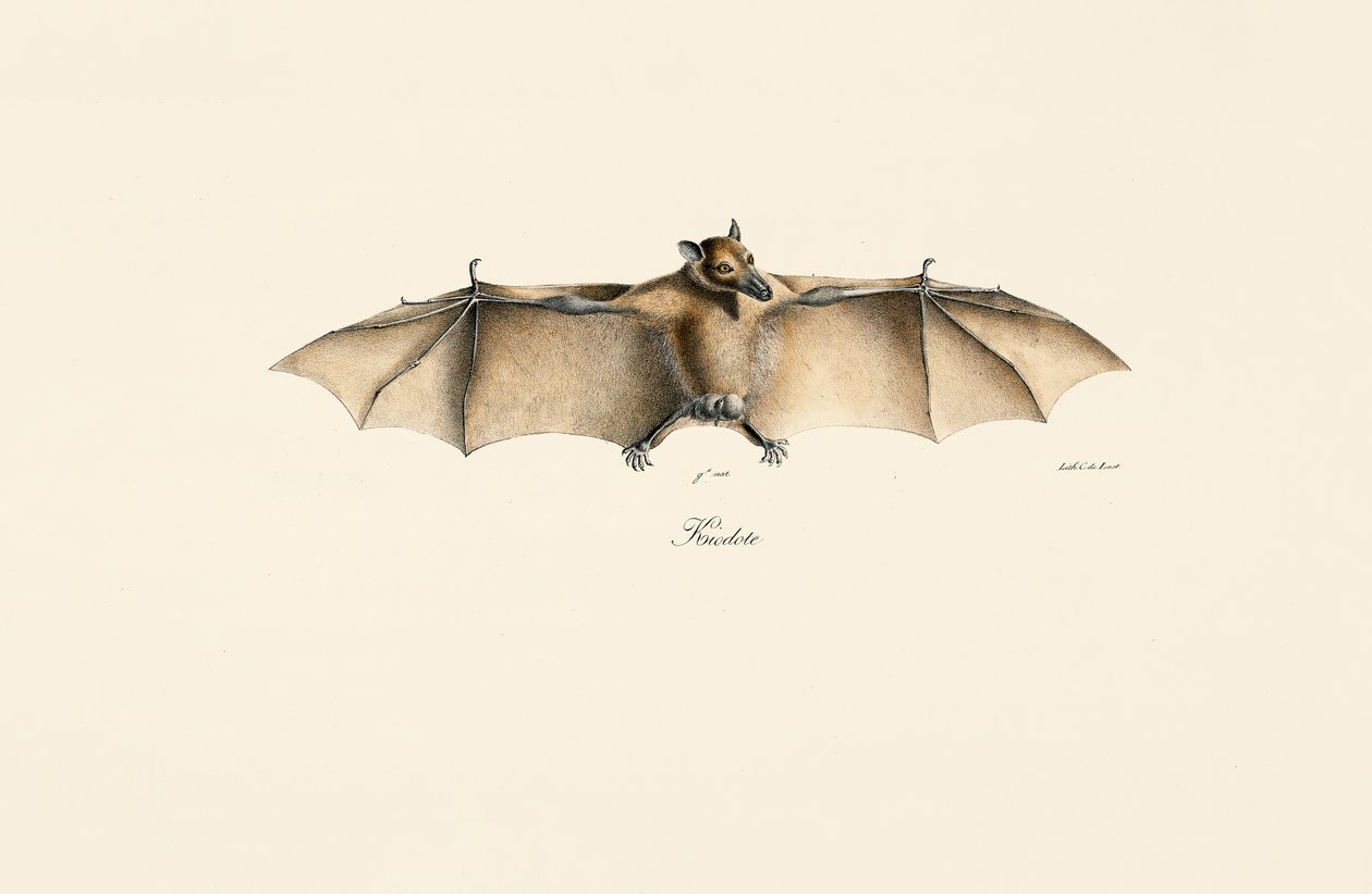 Egyptian Fruit Bat by Jacques Christophe Werner