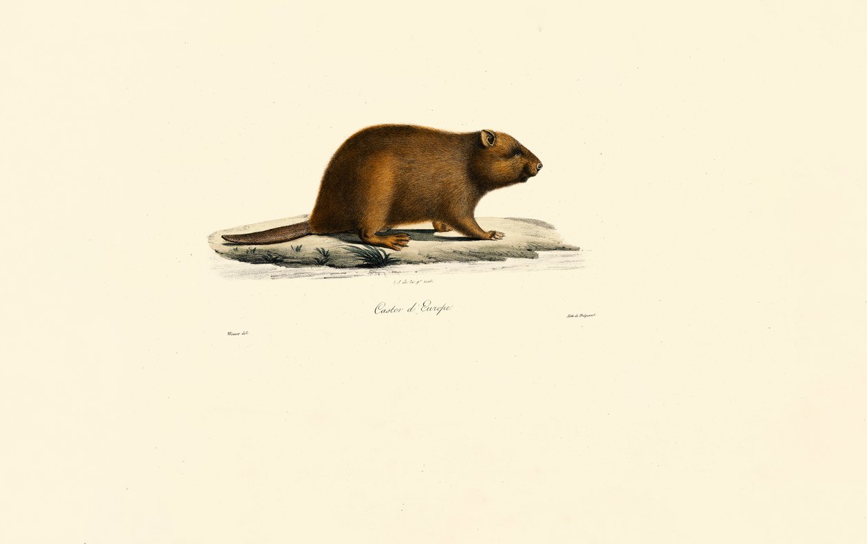 European Beaver by Jacques Christophe Werner