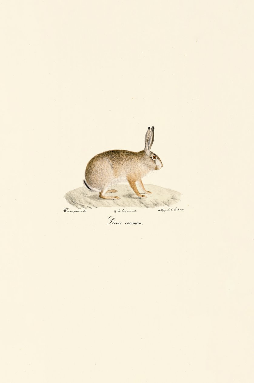 European Hare by Jacques Christophe Werner