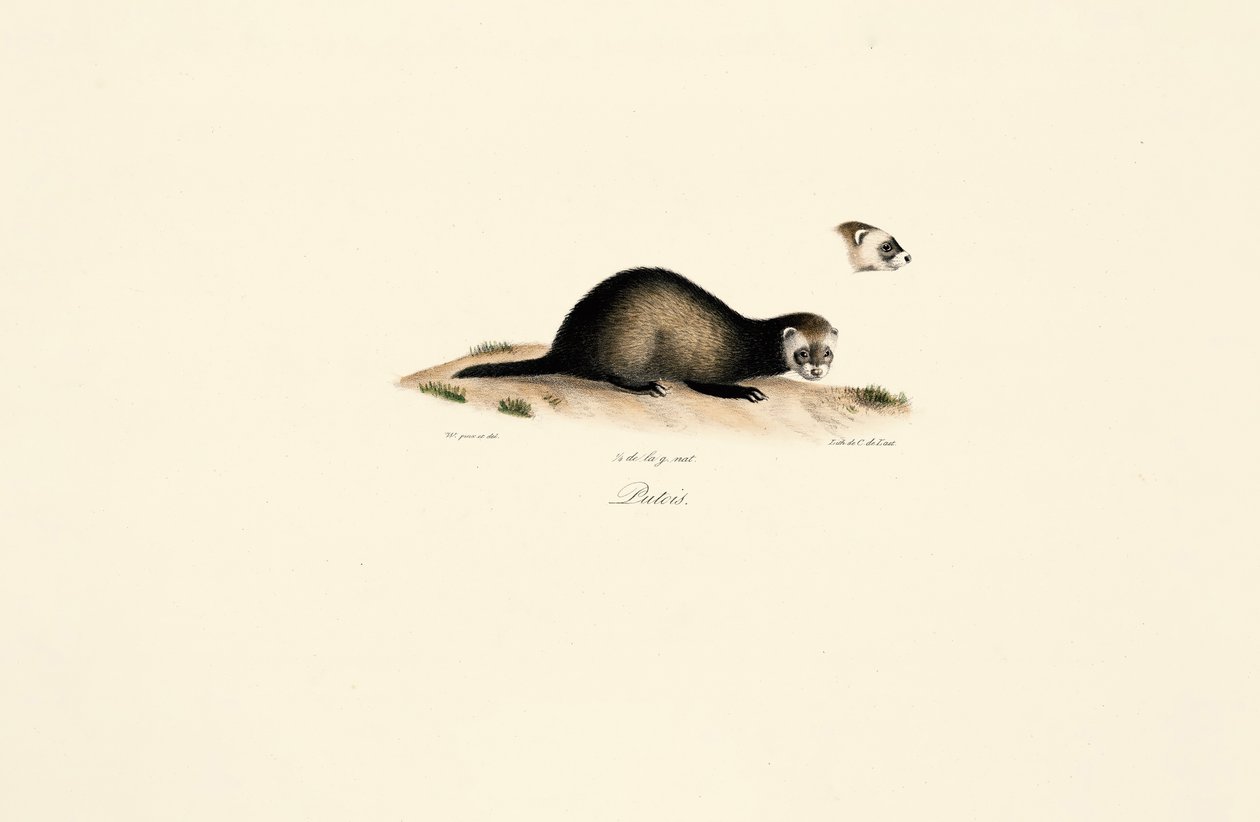 European Polecat by Jacques Christophe Werner