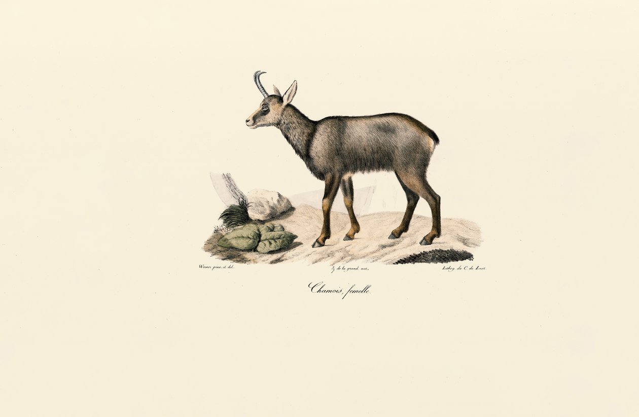 Female Chamois by Jacques Christophe Werner