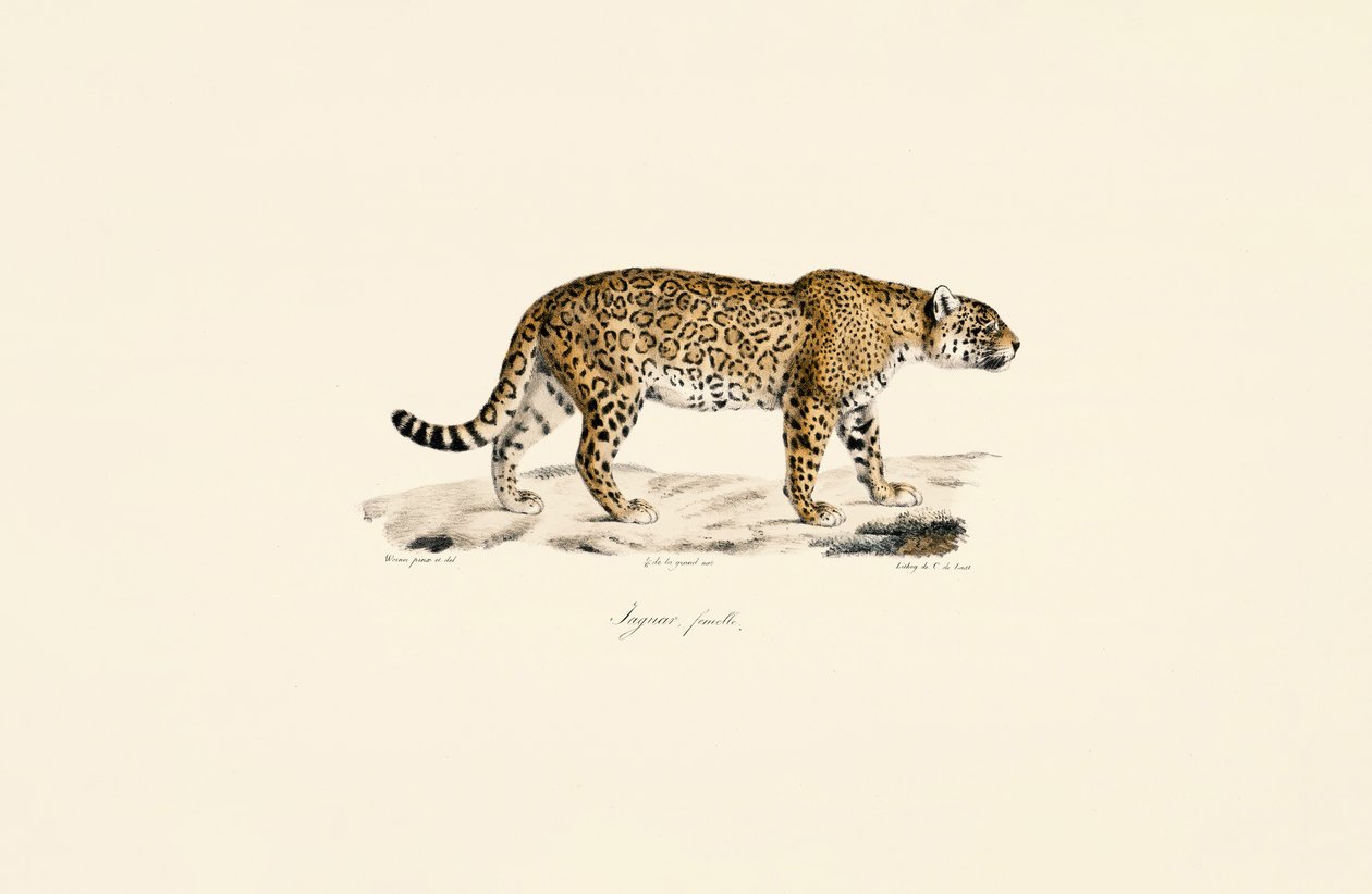 Female Jaguar by Jacques Christophe Werner