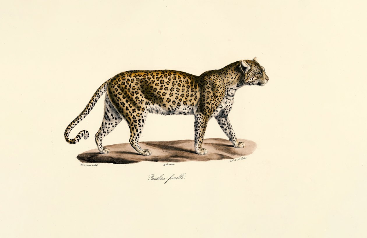 Female Leopard by Jacques Christophe Werner