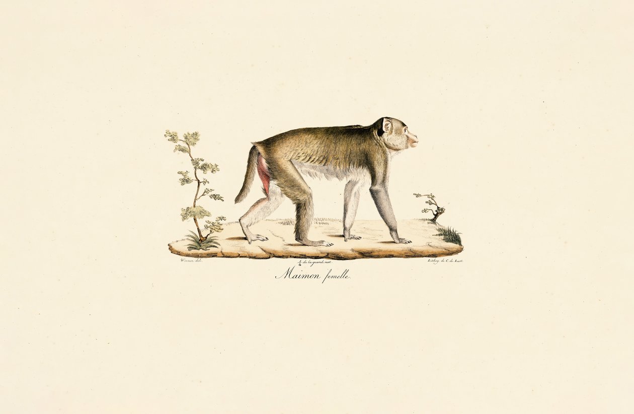 Female Night Monkey by Jacques Christophe Werner