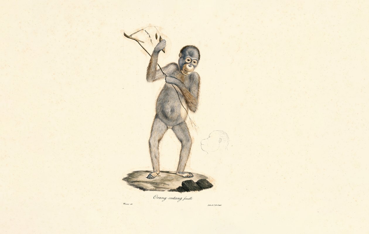 Female Orangutan by Jacques Christophe Werner