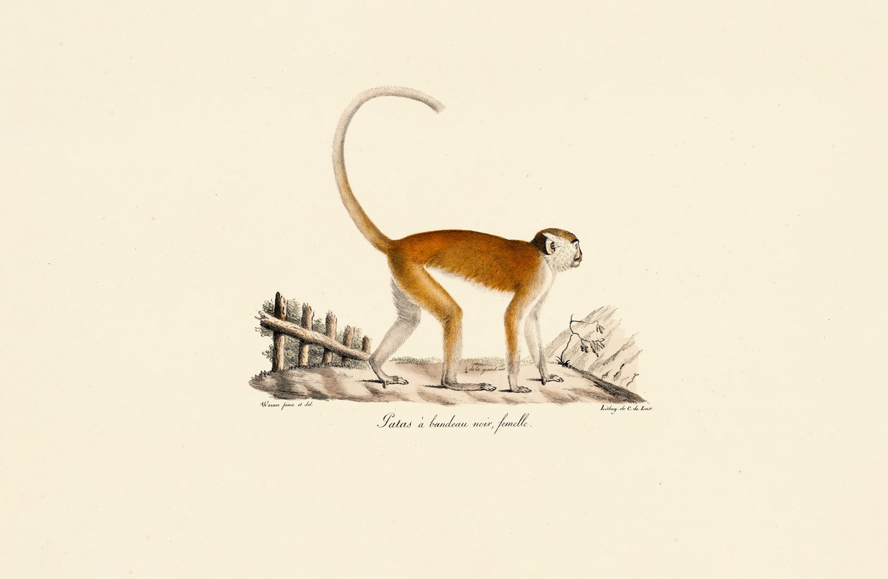 Female Patas Monkey with Black Brow Band by Jacques Christophe Werner