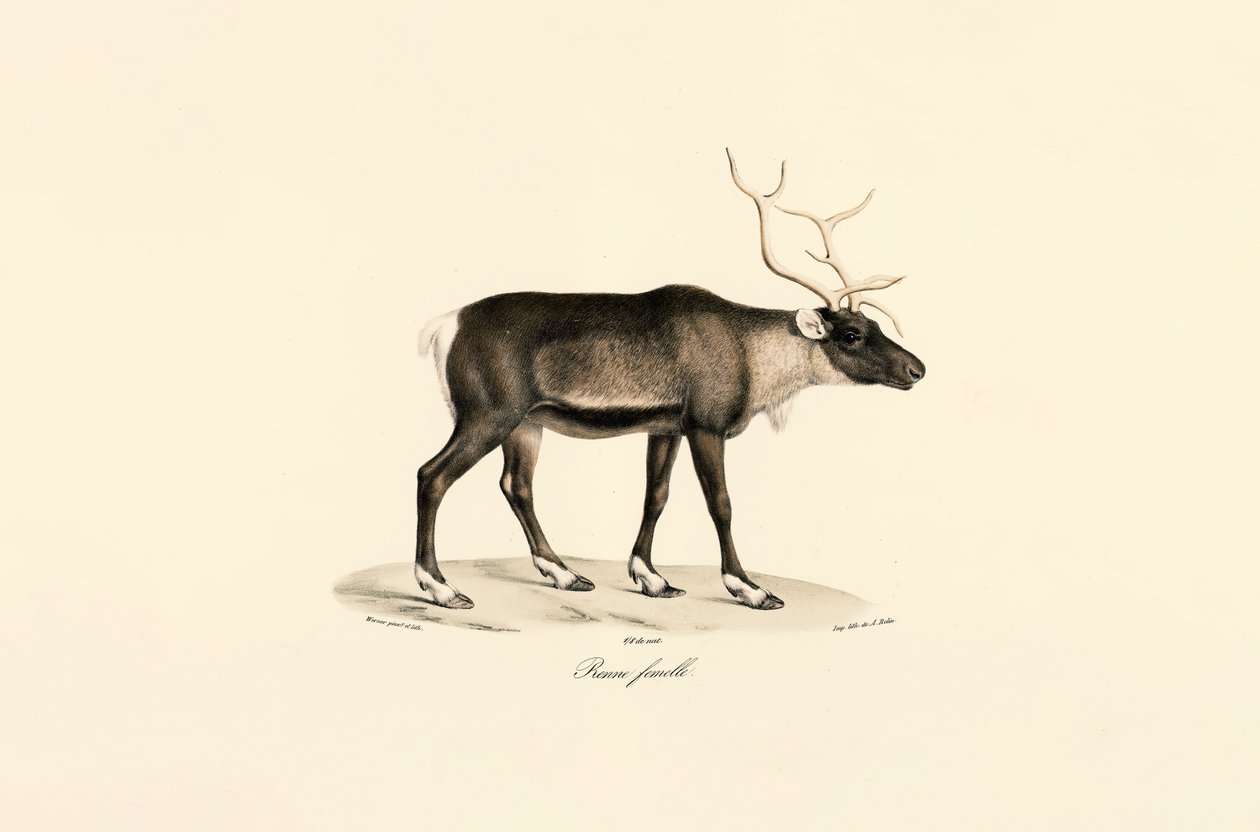Female Reindeer by Jacques Christophe Werner