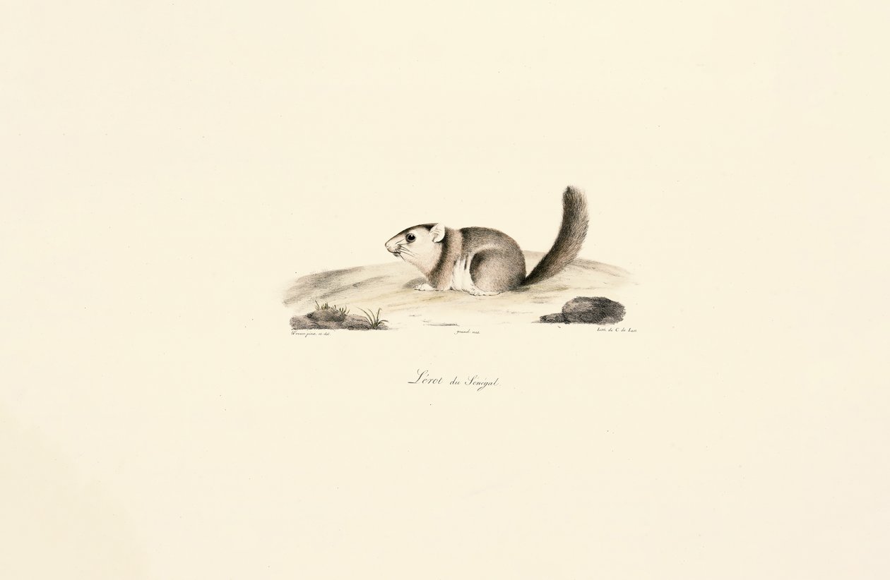 Gambian Sun Squirrel by Jacques Christophe Werner