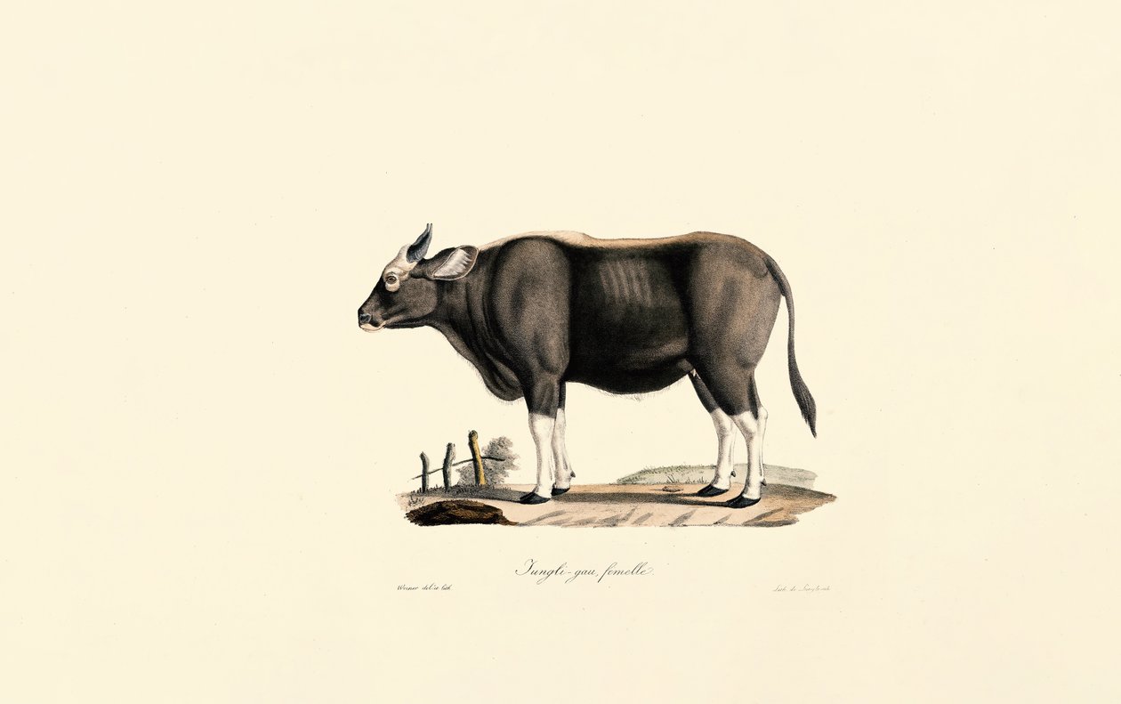 Gaur Female by Jacques Christophe Werner