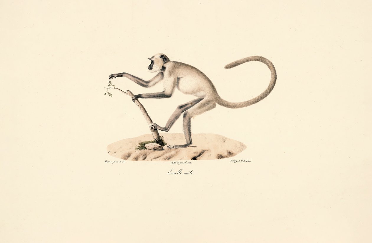Gray Hanuman Langur by Jacques Christophe Werner