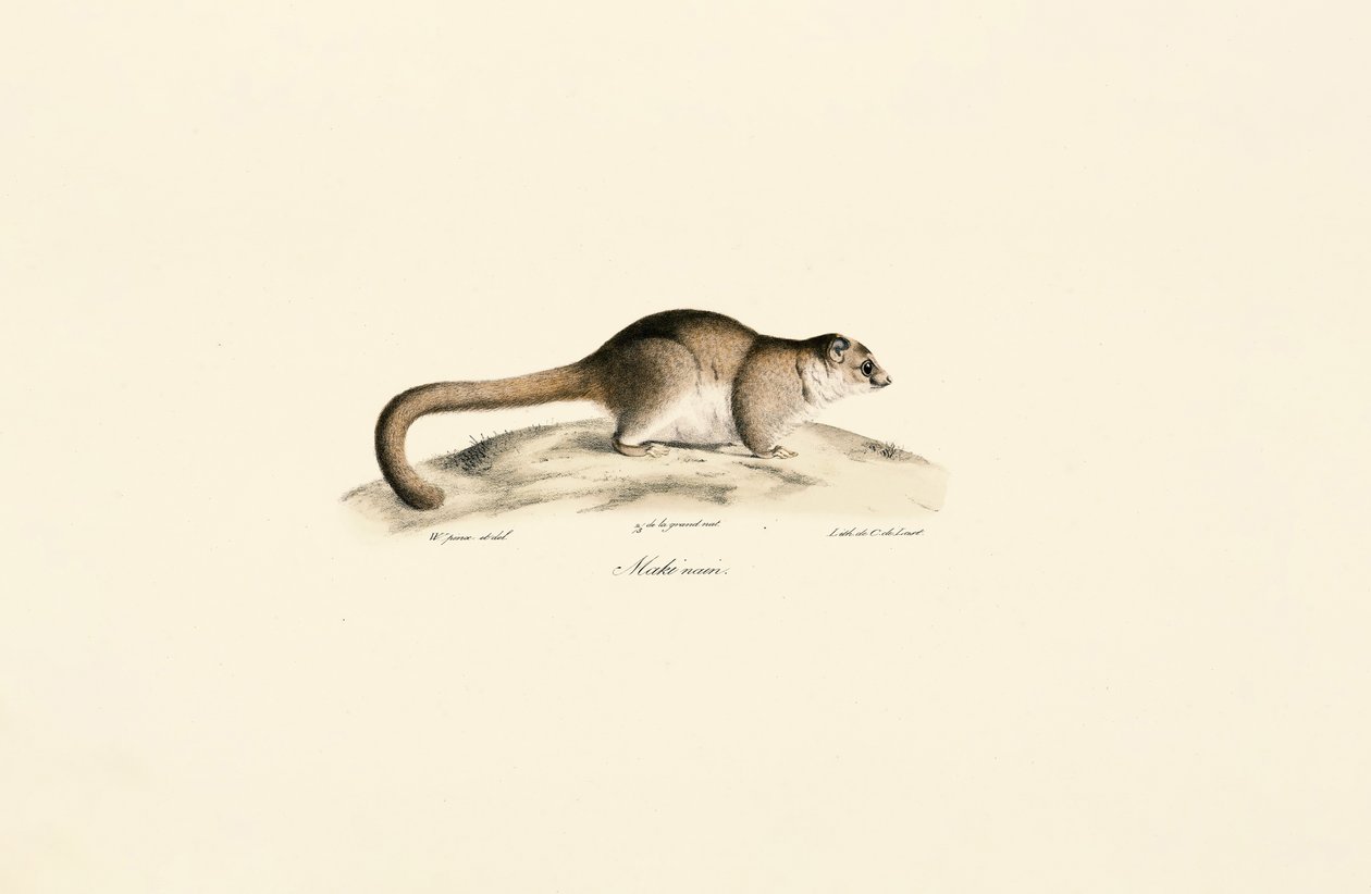 Gray Mouse Lemur by Jacques Christophe Werner