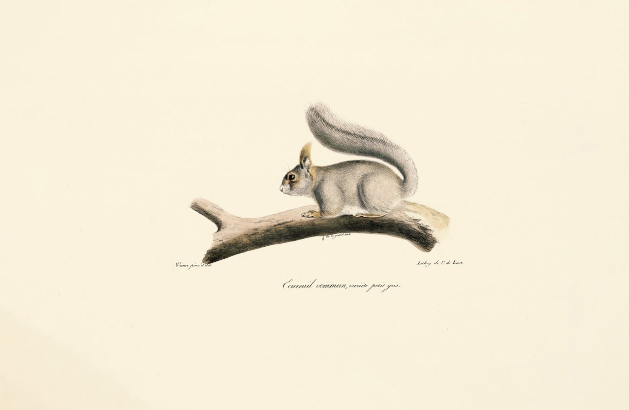 Gray Squirrel by Jacques Christophe Werner