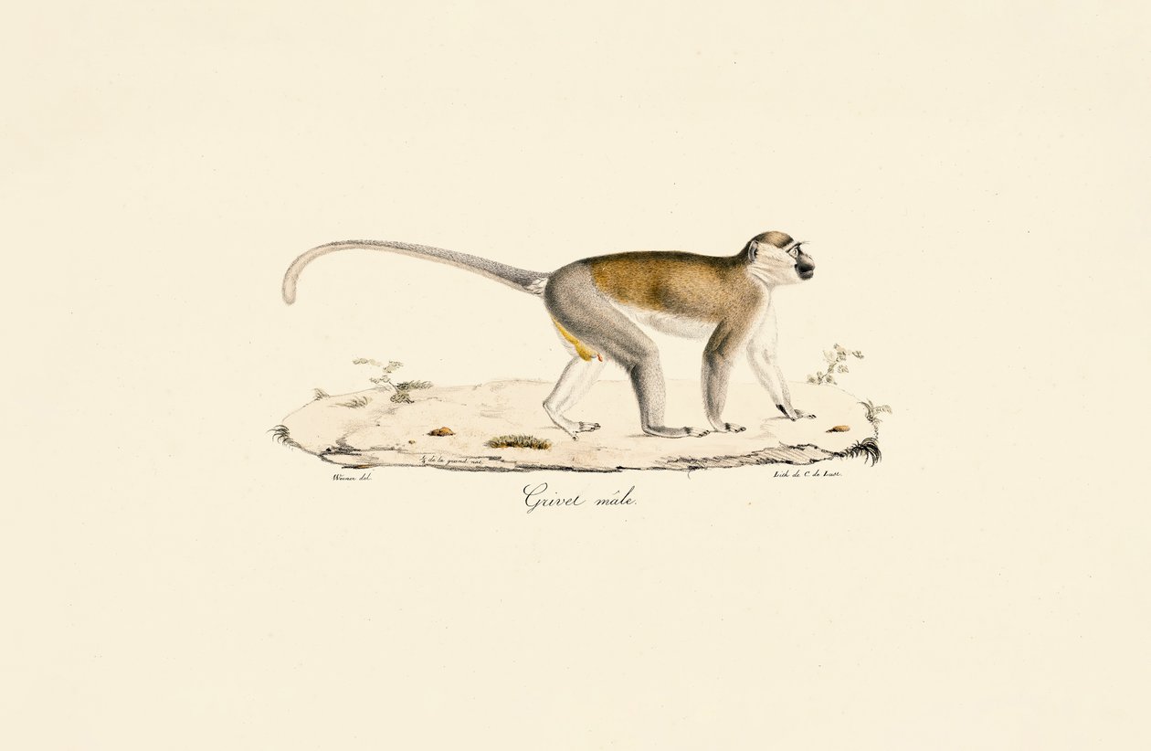 Green Monkey (Male) by Jacques Christophe Werner