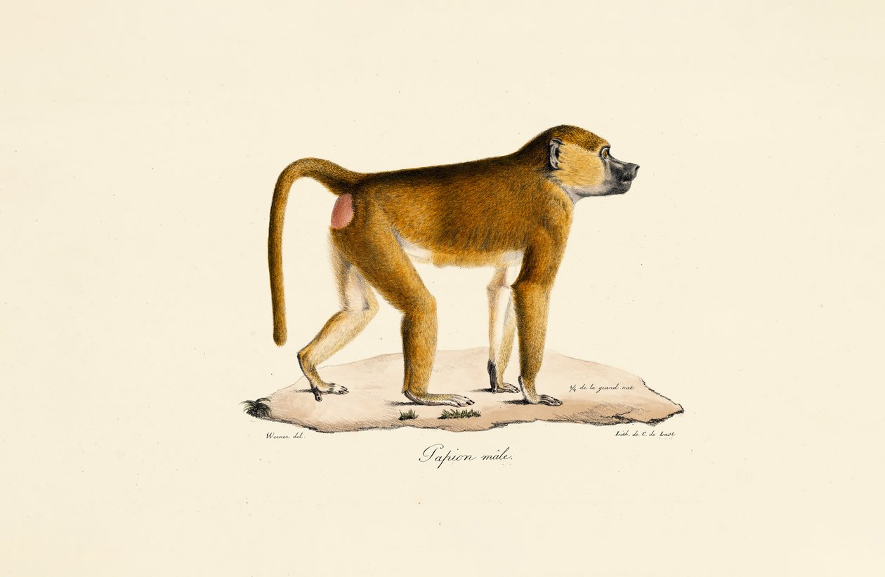 Guinea Baboon (Male) by Jacques Christophe Werner
