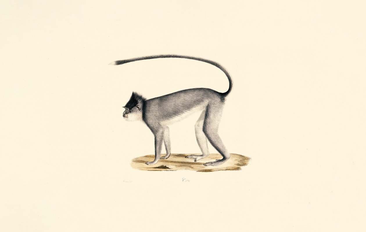 Hanuman Langur by Jacques Christophe Werner